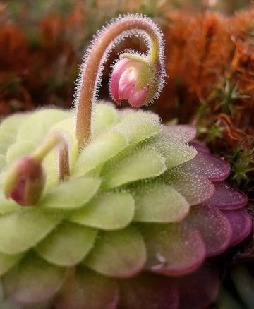 Butterwort blume samen for anpflanzung - easy to grow, heirloom & gmo free samen for home garten
 
 sale samen for anpflanzung in home garten