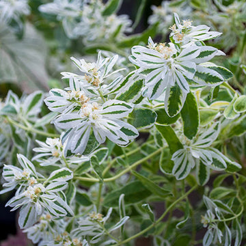 Euphorbia early snow weiß blume samen for anpflanzung drought tolerant heirloom & gmo free samen for home garten 
 
 sale samen for home garten anpflanzung
