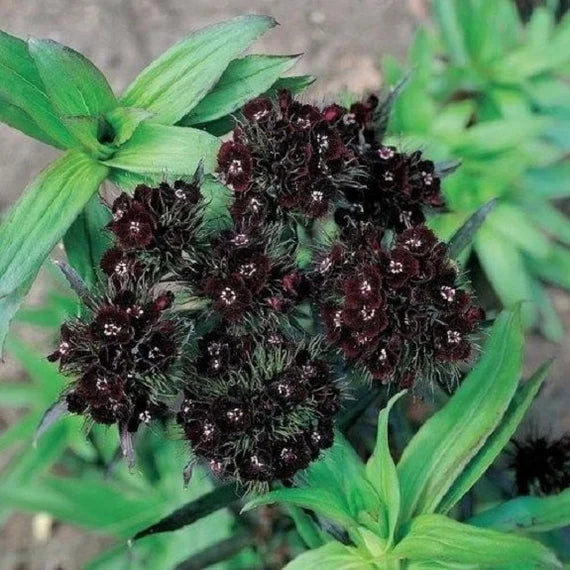 Schwarz william blume samen for anpflanzung vibrant colors heirloom & gmo free samen for home garten 
 
 sale samen for home garten anpflanzung