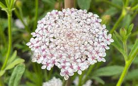 Rosa lace blume samen for anpflanzung - wildflower mix, heirloom & gmo free samen for home garten
 
 sale samen for anpflanzung in home garten