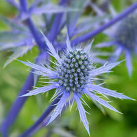 Blau eryginum blume samen for anpflanzung long bloom season heirloom & gmo free samen for home garten
 
 sale samen for home garten anpflanzung