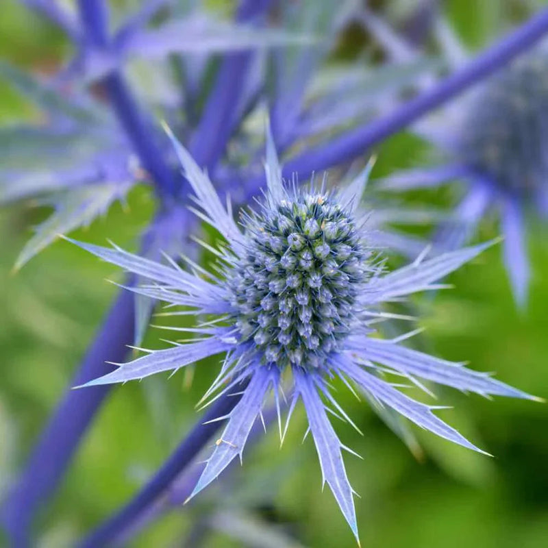 Blau eryginum blume samen for anpflanzung long bloom season heirloom & gmo free samen for home garten
 
 sale samen for home garten anpflanzung