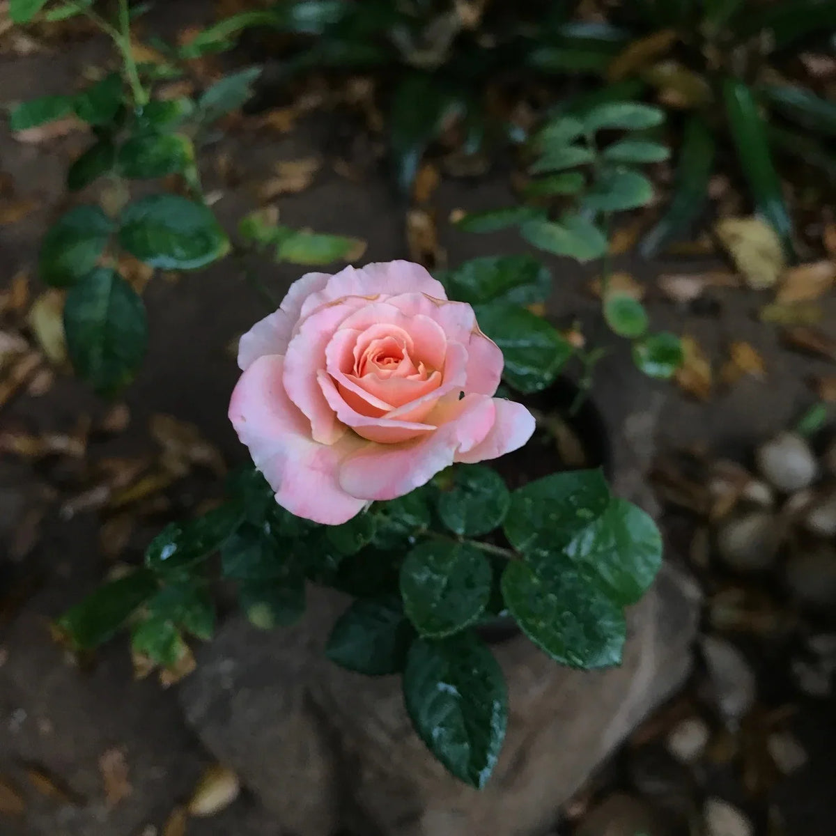 Miniature rose blume samen for anpflanzung cut blume favorite heirloom & gmo free samen for home garten 
 
 sale samen for home garten anpflanzung