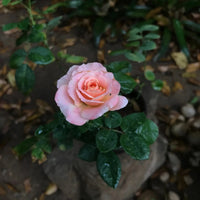 Miniature rose blume samen for anpflanzung cut blume favorite heirloom & gmo free samen for home garten 
 
 sale samen for home garten anpflanzung