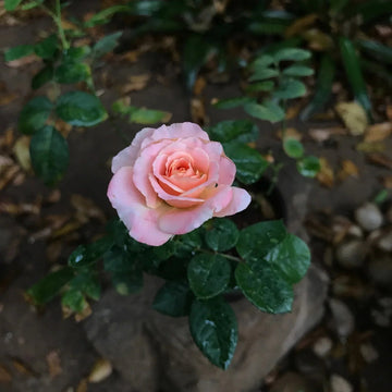Miniature rose blume samen for anpflanzung cut blume favorite heirloom & gmo free samen for home garten 
 
 sale samen for home garten anpflanzung