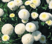 Weiß bellis perennis blume samen for anpflanzung - easy to grow, heirloom & gmo free samen for home garten
 
 sale samen for home garten