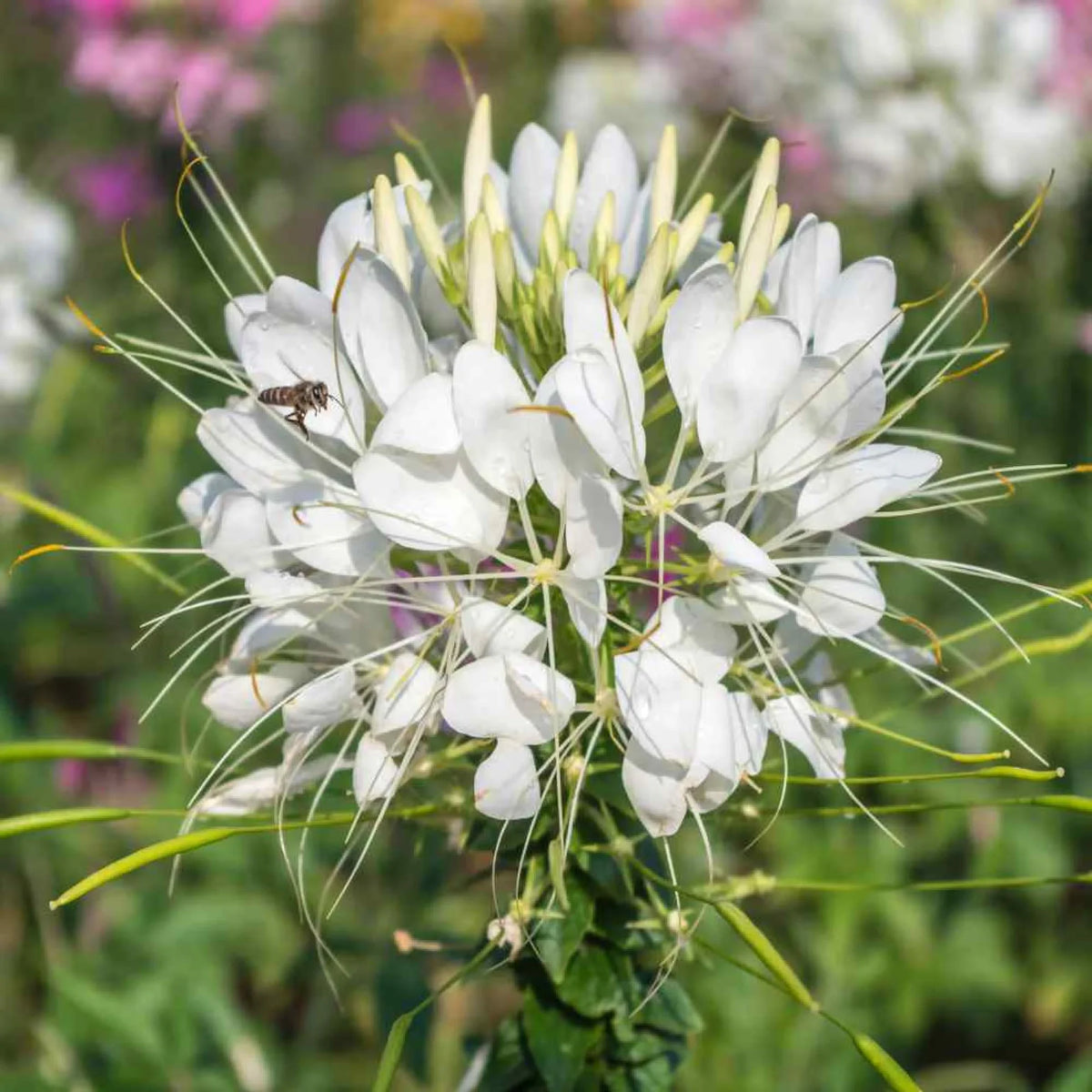 Weiß cleome blume samen for anpflanzung - long bloom season, heirloom & gmo free samen for home garten
 
 sale for anpflanzung in home garten