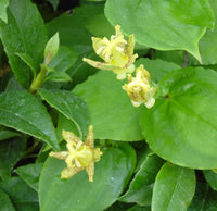 Grün braun tricyrtis blume samen for anpflanzung colorful display heirloom & gmo free samen for home garten 
 
 sale samen for home garten anpflanzung
