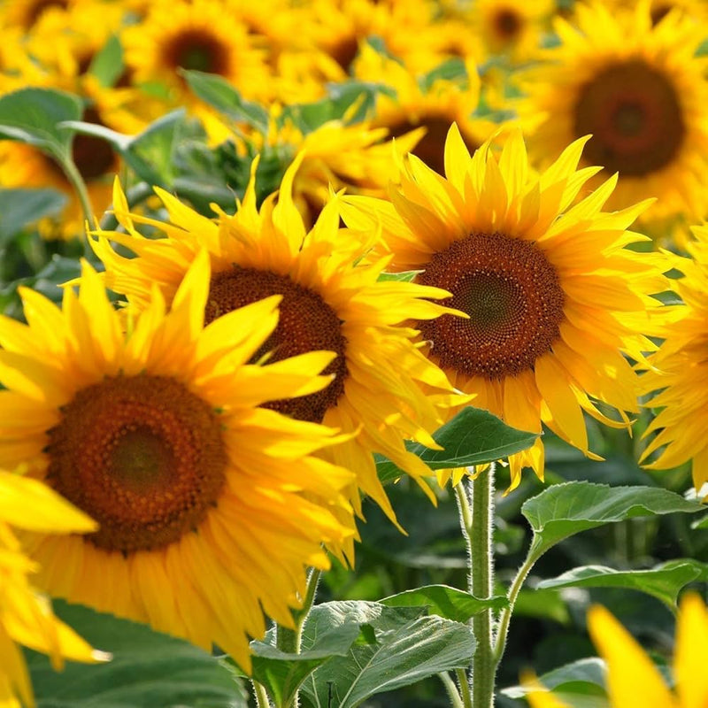 Sunflower gelb orange blume samen for anpflanzung - wildflower mix, heirloom & gmo free samen for home garten
 
 sale samen for anpflanzung in home garten