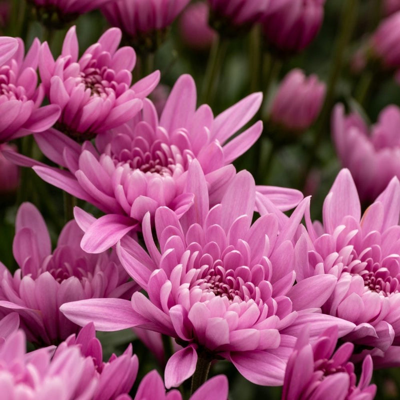 Light rosa grün chrysanthemum blume samen for anpflanzung - wildflower mix, heirloom & gmo free samen for home garten
 
 sale samen for anpflanzung in home garten