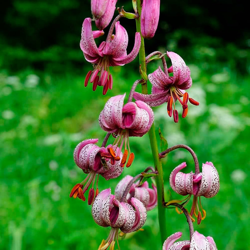 Lilium martagon blume samen for anpflanzung long bloom season heirloom & gmo free samen for home garten 
 
 sale samen for home garten anpflanzung
