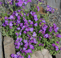 Aubrieta blume samen for anpflanzung perfect for borders heirloom & gmo free samen for home garten 
 
 sale samen for home garten anpflanzung