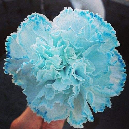 Sky blau carnation blume samen for anpflanzung - compact growth, heirloom & gmo free samen for home garten
 
 sale samen for home garten