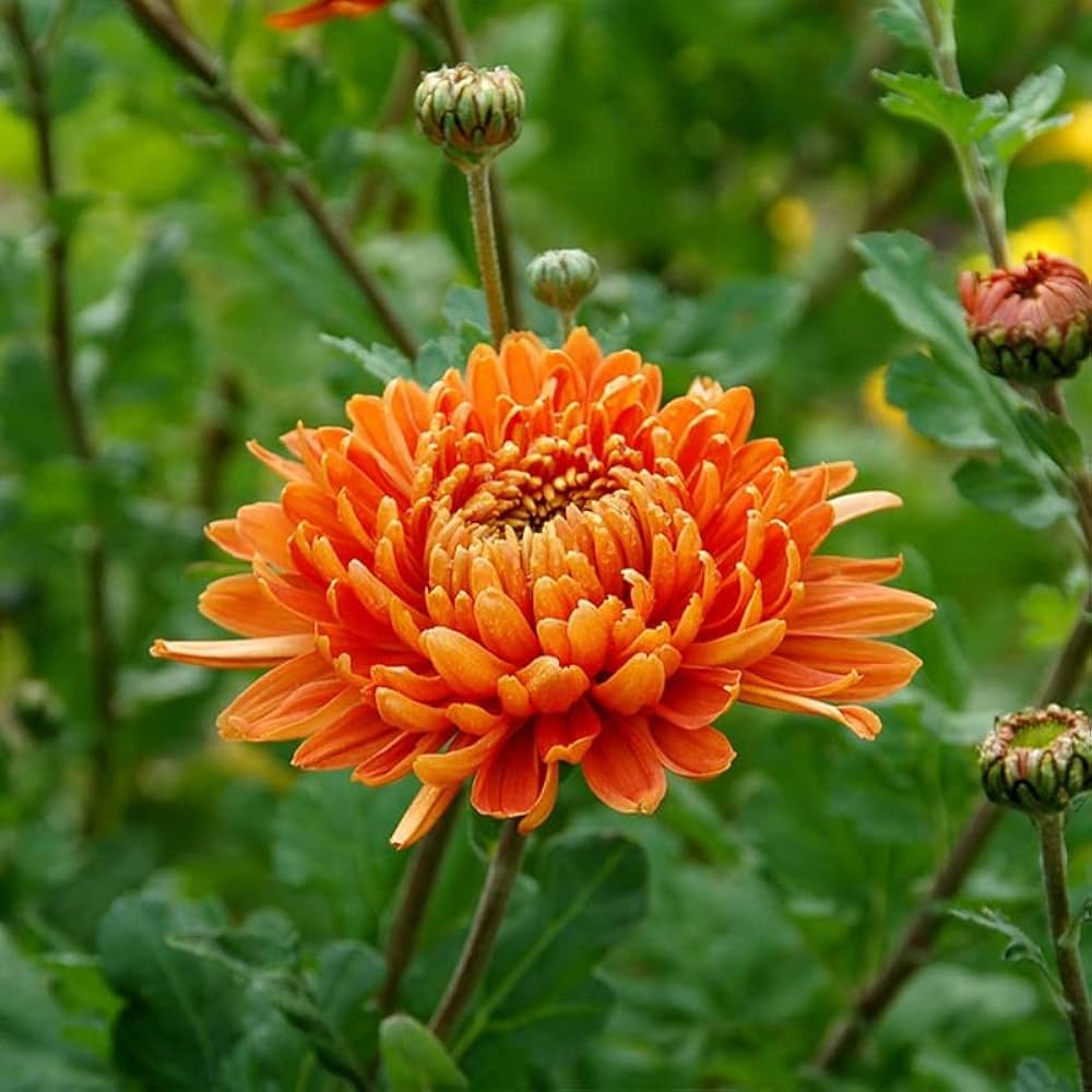 Orange chrysanthemum blume samen for anpflanzung wildflower mix heirloom & gmo free samen for home garten 
 
 sale samen for home garten anpflanzung