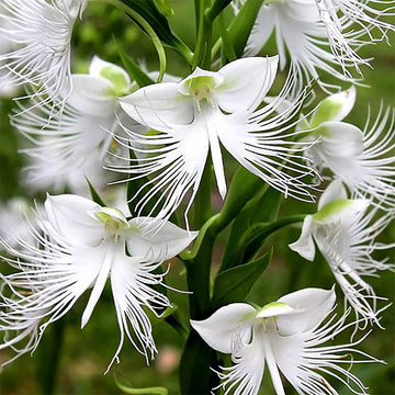 Weiß radiata blume samen for anpflanzung seasonal bloomer heirloom & gmo free samen for home garten 
 
 sale samen for home garten anpflanzung