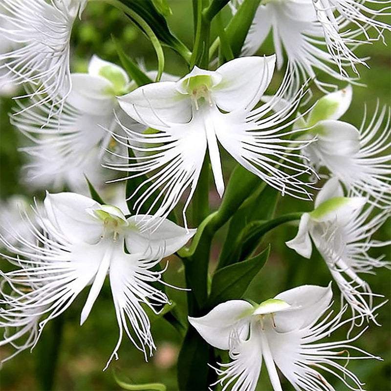 Weiß radiata blume samen for anpflanzung seasonal bloomer heirloom & gmo free samen for home garten 
 
 sale samen for home garten anpflanzung