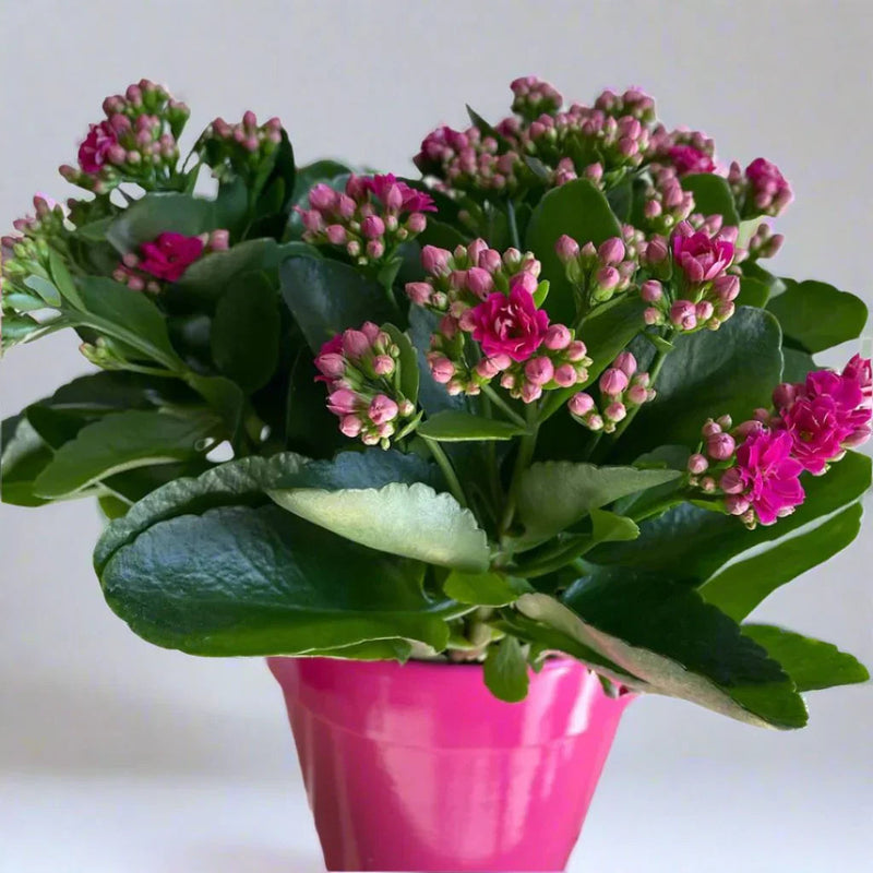 Lila kalanchoe blume samen for anpflanzung long bloom season heirloom & gmo free samen for home garten
 
 sale samen for home garten anpflanzung