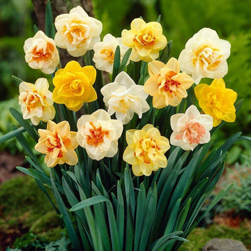 Mixed daffodil narcissus blume samen for anpflanzung long bloom season heirloom & gmo free samen for home garten 
 
 sale samen for home garten anpflanzung