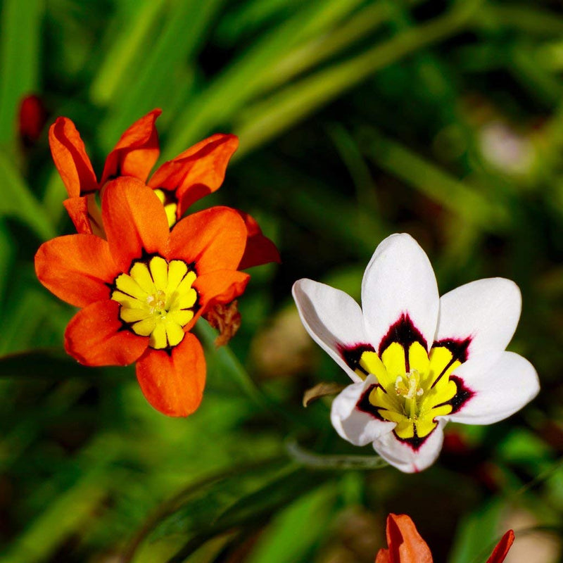 Sparaxis tricolor rose blume samen for anpflanzung colorful display heirloom & gmo free samen for home garten 
 
 sale samen for home garten anpflanzung