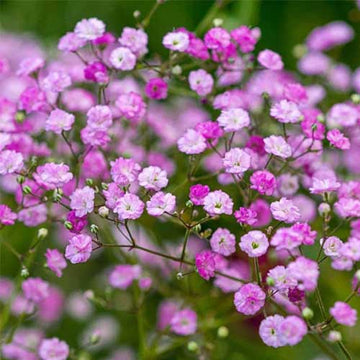 Rosa gypsophila blume samen for anpflanzung - premium quality, heirloom & gmo free samen for home garten
 
 sale samen for anpflanzung in home garten