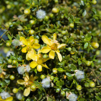 Larrea tridentata blume samen for anpflanzung hardy variety heirloom & gmo free samen for home garten 
 
 sale samen for home garten anpflanzung