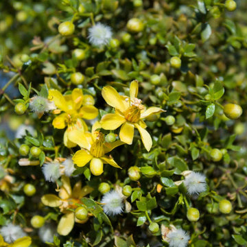 Larrea tridentata blume samen for anpflanzung hardy variety heirloom & gmo free samen for home garten 
 
 sale samen for home garten anpflanzung