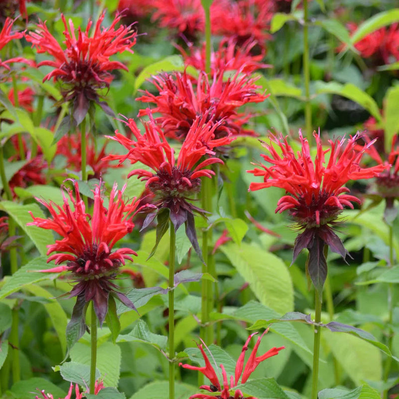 Rot monarda didyma blume samen for anpflanzung premium quality heirloom & gmo free samen for home garten 
 
 sale samen for home garten anpflanzung