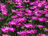 Mittagsblume blume samen for anpflanzung - fragrant blossoms, heirloom & gmo free samen for home garten
 
 sale samen for anpflanzung in home garten