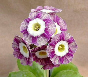 Violet primula blume samen for anpflanzung - long bloom season, heirloom & gmo free samen for home garten
 
 sale samen for home garten