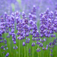 Lavender fragrant blume samen for anpflanzung low maintenance heirloom & gmo free samen for home garten 
 
 sale samen for home garten anpflanzung