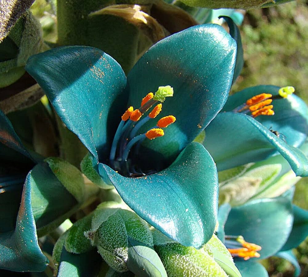Grün blau puya blume samen for anpflanzung - bright blooms, heirloom & gmo free samen for home garten
 
 sale samen for anpflanzung in home garten
