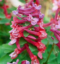 Corydalis blume samen for anpflanzung - cut blume favorite, heirloom & gmo free samen for home garten
 
 sale samen for anpflanzung in home garten