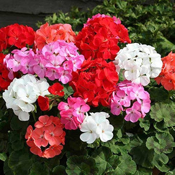 Mixed geranium blume samen for anpflanzung sun loving heirloom & gmo free samen for home garten
 
 sale samen for home garten anpflanzung