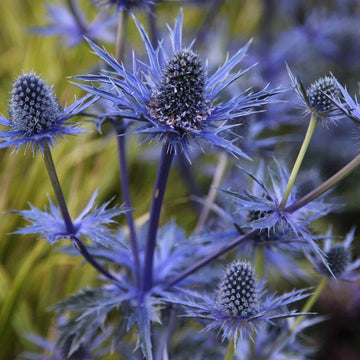 Blau eryngium planum blume samen for anpflanzung long bloom season heirloom & gmo free samen for home garten 
 
 sale samen for home garten anpflanzung
