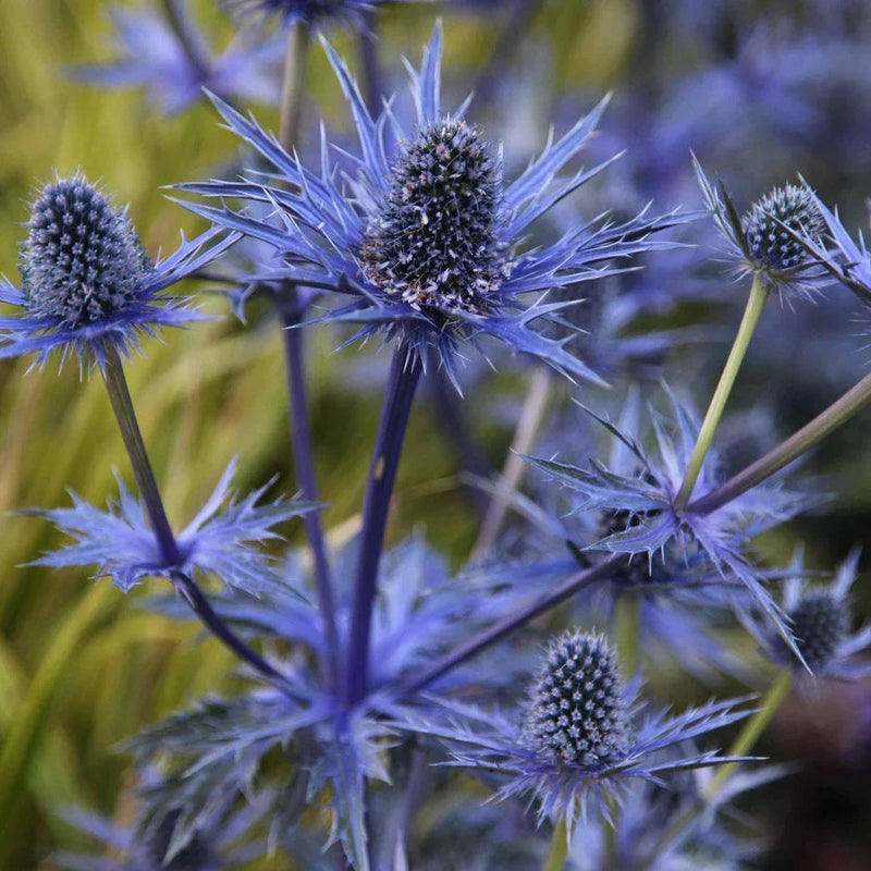 Blau eryngium planum blume samen for anpflanzung long bloom season heirloom & gmo free samen for home garten 
 
 sale samen for home garten anpflanzung