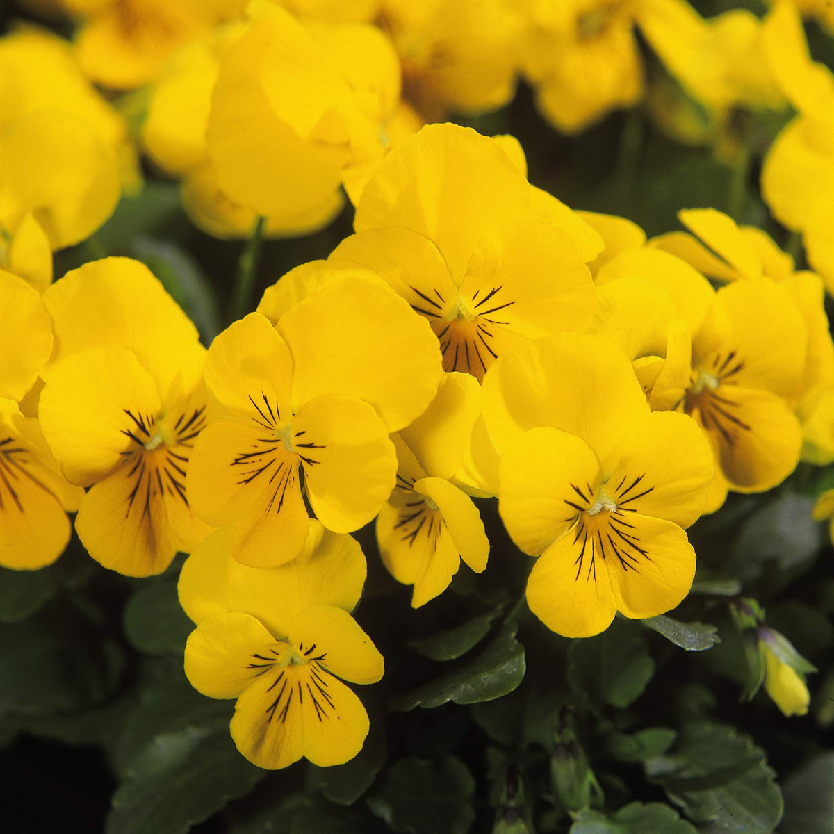 Gelb viola blume samen for anpflanzung - perfect for borders, heirloom & gmo free samen for home garten
 
 sale samen for anpflanzung in home garten
