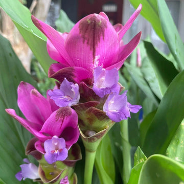 Lila curcuma blume samen for anpflanzung - cut blume favorite, heirloom & gmo free samen for home garten
 
 sale for anpflanzung in home garten