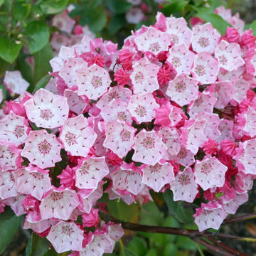 Laurel bush blume samen for anpflanzung long bloom season heirloom & gmo free samen for home garten 
 
 sale samen for home garten anpflanzung