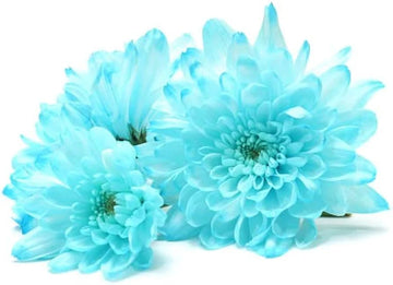 Himmelblau Weiß Chrysantheme Blumensamen zur Aussaat – Wildblume Mischung – Traditionssorte & ohne Gentechnik Samen Hausgarten