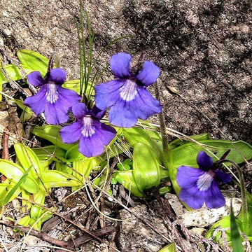 Blau Fettkraut Grandiflora Blumensamen zur Aussaat – leuchtend Blüten – Traditionssorte & ohne Gentechnik Samen Hausgarten