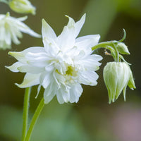 Akelei Lace Blumensamen zur Aussaat – kompakt Wuchs – Traditionssorte & ohne Gentechnik Samen Hausgarten