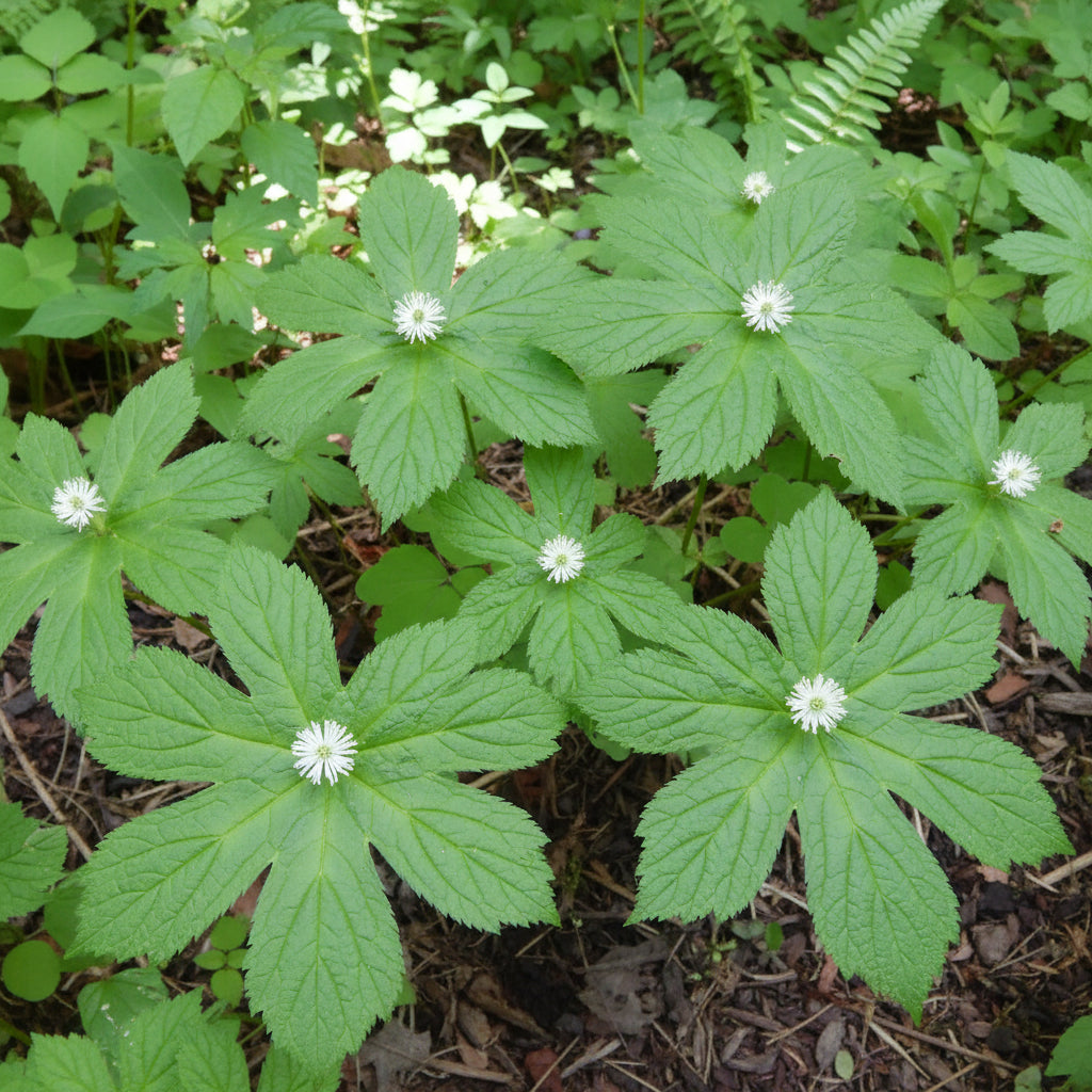 Hydrastis canadensis Samen zum Anpflanzen – Alte, gentechnikfreie Heilpflanzen-Samen für Schattengärten