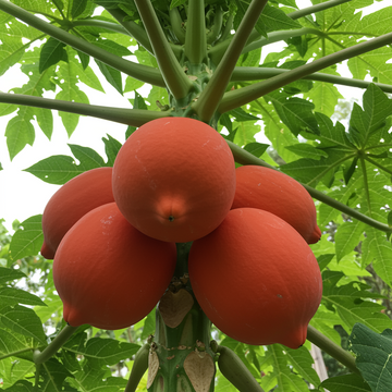 Bio Papaya Samen Taiwan Red Lady – Alte, gentechnikfreie Samen für tropische Früchte