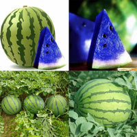 Blaue Wassermelonen Samen zum Pflanzen – Traditionelle Sorte, nicht gentechnisch verändert, Bio-Gartensaatgut