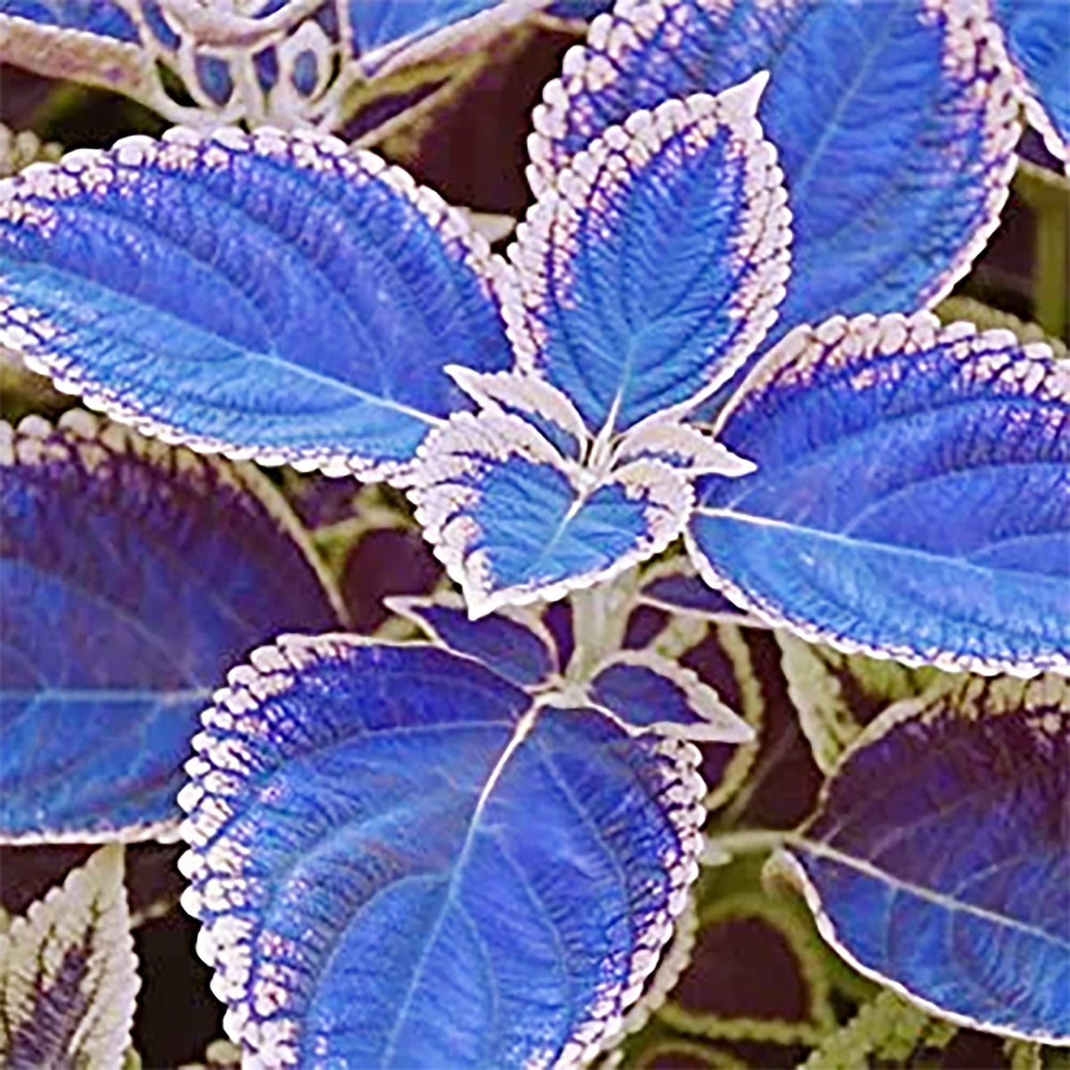 Blau (blau weiß) samen for anpflanzung in home garten
