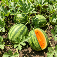 Bio Wassermelonen Samen Tendersweet Orange – Alte Sorte, gentechnikfrei, für den Garten