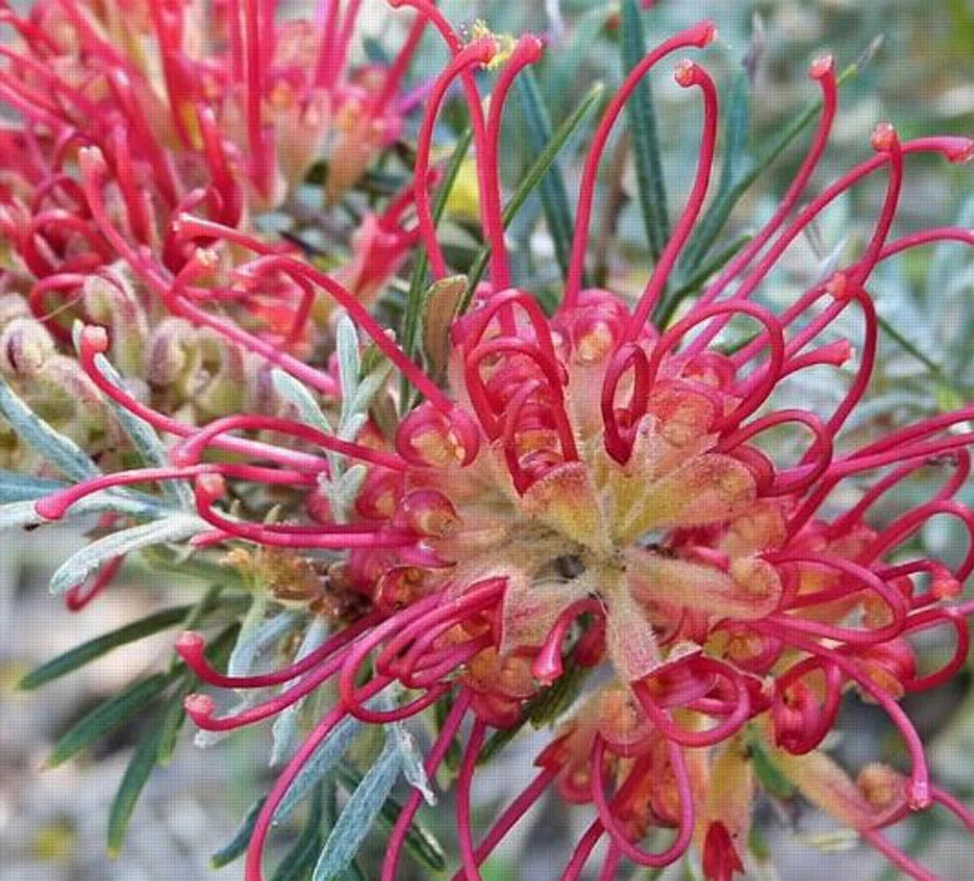 Gemischt Grevillea Blumensamen zur Aussaat – sonnenliebend – Traditionssorte & ohne Gentechnik Samen Hausgarten