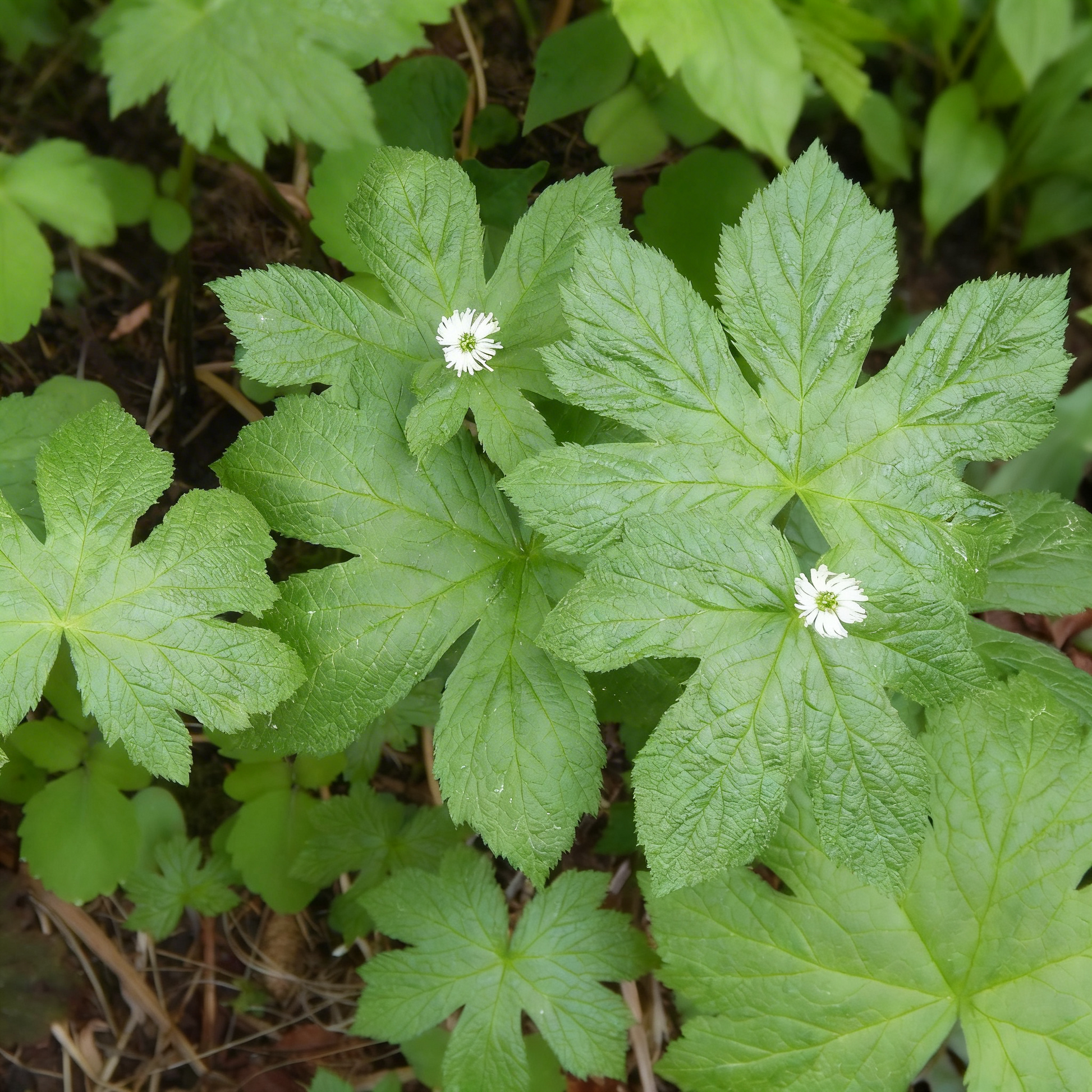 Samen der Kanadischen Gelbwurz (Hydrastis canadensis) – Alte, gentechnikfreie Heilpflanze für den Garten