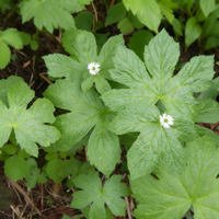 Samen der Kanadischen Gelbwurz (Hydrastis canadensis) – Alte, gentechnikfreie Heilpflanze für den Garten