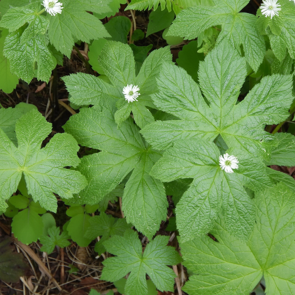 Kanadische Gelbwurz Samen – Gentechnikfrei, alte Sorte für schattige Gartenbereiche